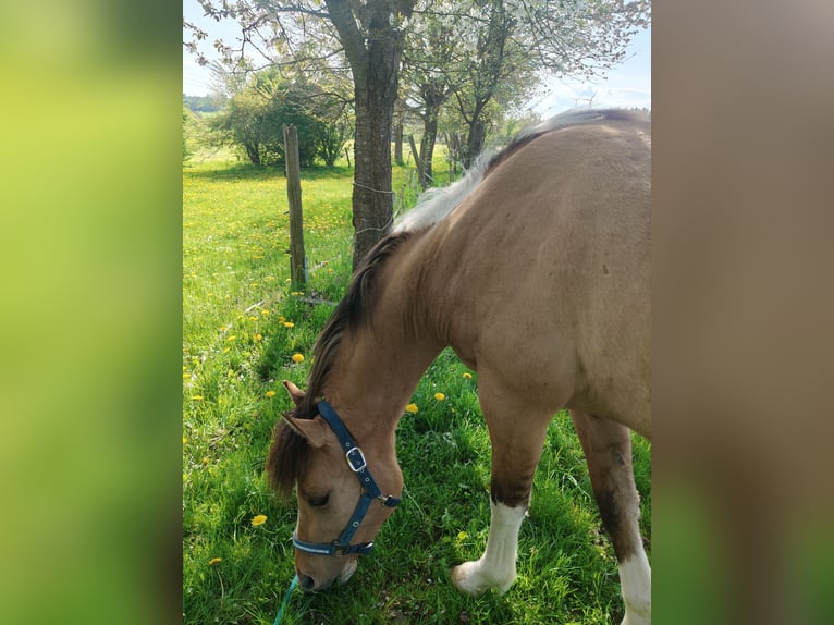 American Paint Horse Mix Klacz 2 lat 153 cm Jelenia in M&#xFC;nchberg