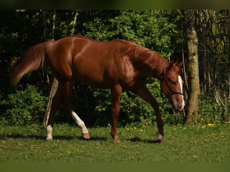 American Paint Horse Klacz 2 lat 153 cm Kasztanowata in Angeren