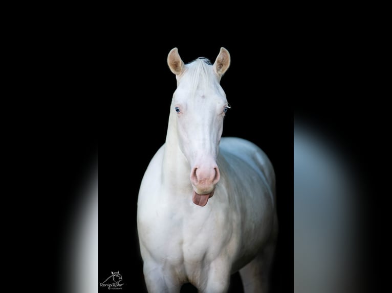 American Paint Horse Klacz 2 lat 153 cm Srokata in Danstedt