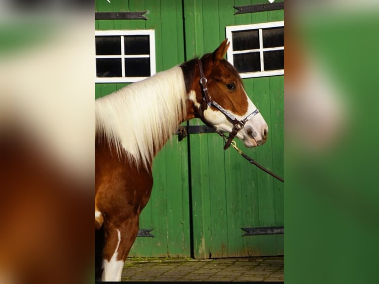 American Paint Horse Klacz 2 lat 154 cm Srokata in Kierspe