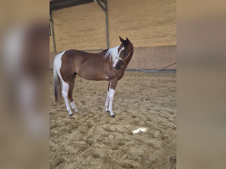 American Paint Horse Klacz 2 lat 154 cm Srokata in Kierspe