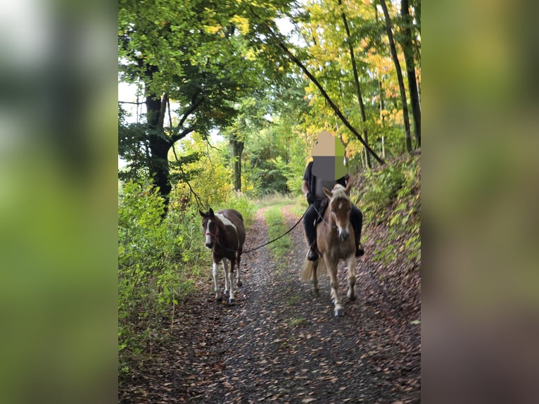 American Paint Horse Klacz 2 lat 154 cm Srokata in Kierspe