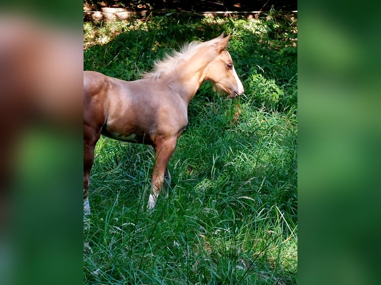 American Paint Horse Klacz 2 lat 155 cm Izabelowata in Landkreis Aschaffenburg