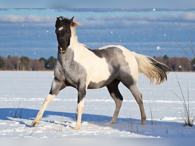 American Paint Horse Klacz 2 lat 155 cm Karodereszowata in Děčín