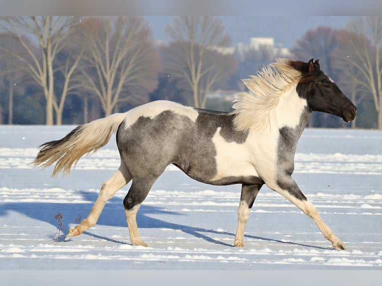 American Paint Horse Klacz 2 lat 155 cm Karodereszowata in Děčín