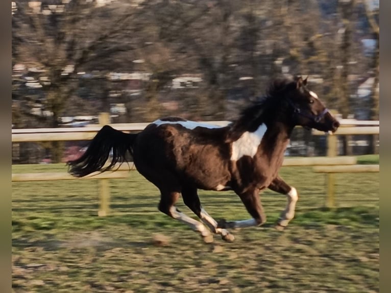 American Paint Horse Klacz 2 lat 155 cm Tobiano wszelkich maści in Bad Wünnenberg