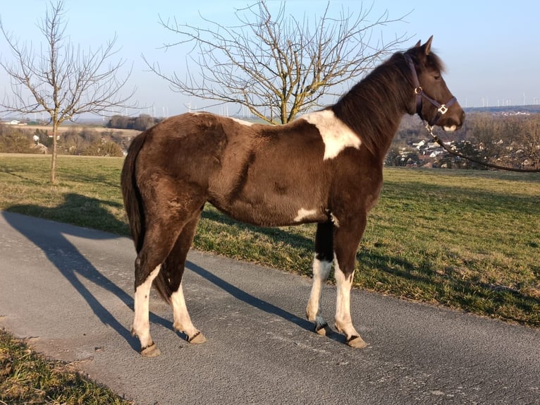 American Paint Horse Klacz 2 lat 155 cm Tobiano wszelkich maści in Bad Wünnenberg