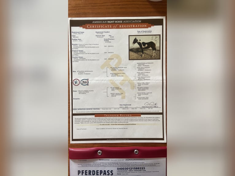 American Paint Horse Klacz 2 lat 155 cm Tobiano wszelkich maści in Allerheiligen im M&#xFC;hlkreis