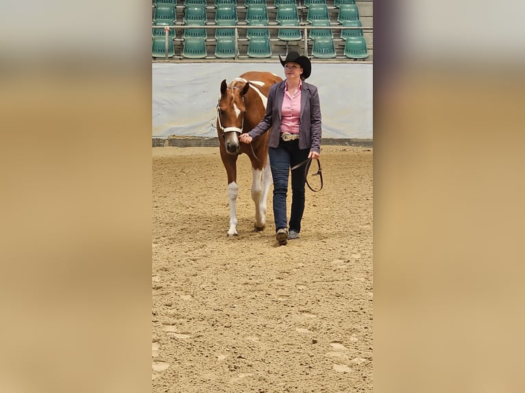 American Paint Horse Klacz 2 lat 160 cm Tobiano wszelkich maści in Aurach Am Hangar