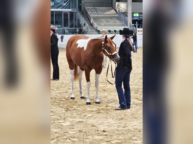 American Paint Horse Klacz 2 lat 160 cm Tobiano wszelkich maści in Aurach Am Hangar