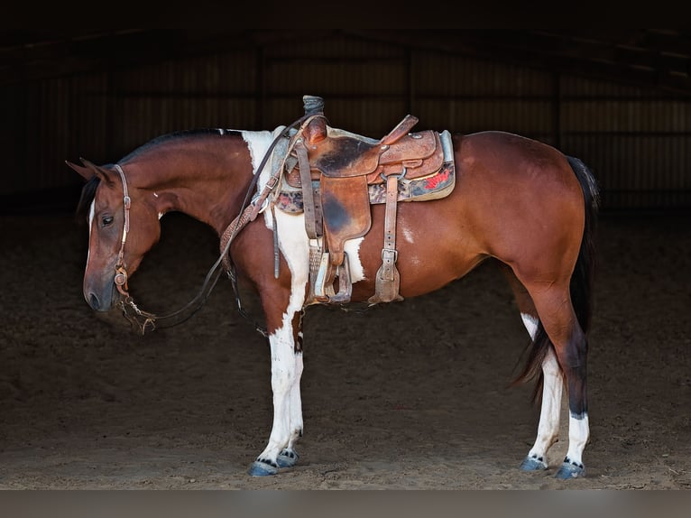 American Paint Horse Klacz 2 lat Srokata in Normangee