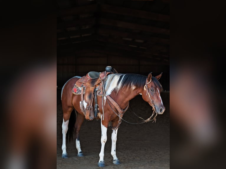 American Paint Horse Klacz 2 lat Srokata in Normangee