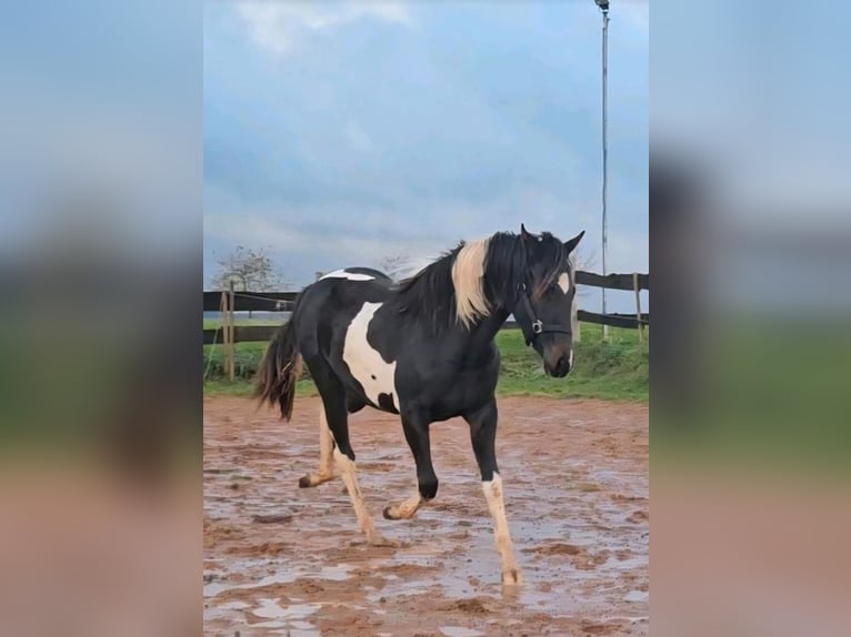 American Paint Horse Klacz 2 lat Tobiano wszelkich maści in Eppelborn