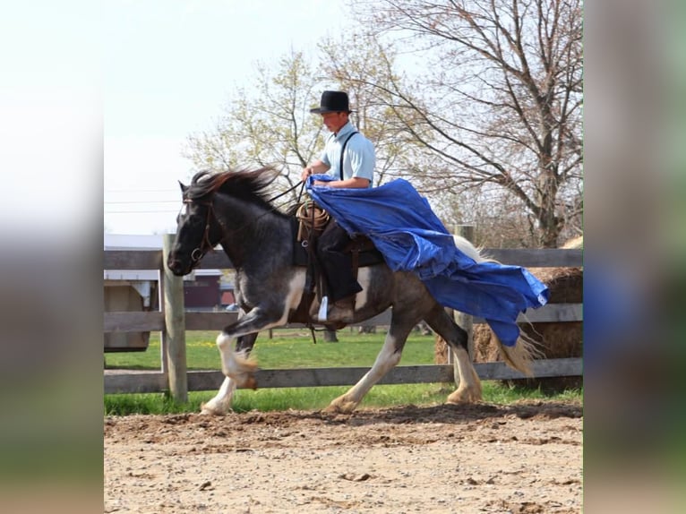 American Paint Horse Klacz 3 lat 142 cm Karodereszowata in Howell