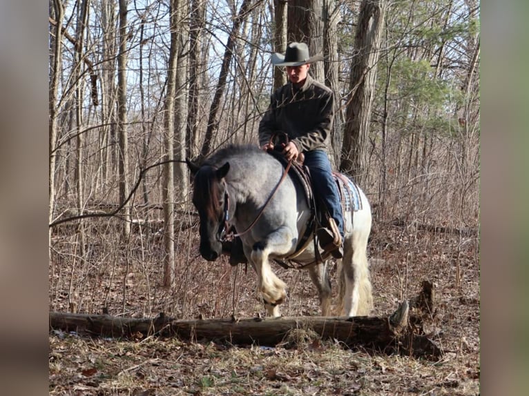 American Paint Horse Klacz 3 lat 142 cm Karodereszowata in Howell