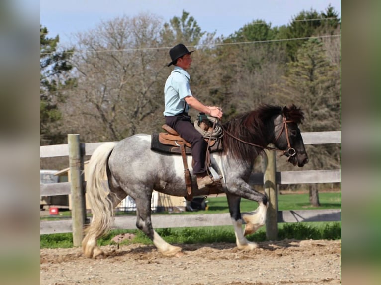 American Paint Horse Klacz 3 lat 142 cm Karodereszowata in Howell