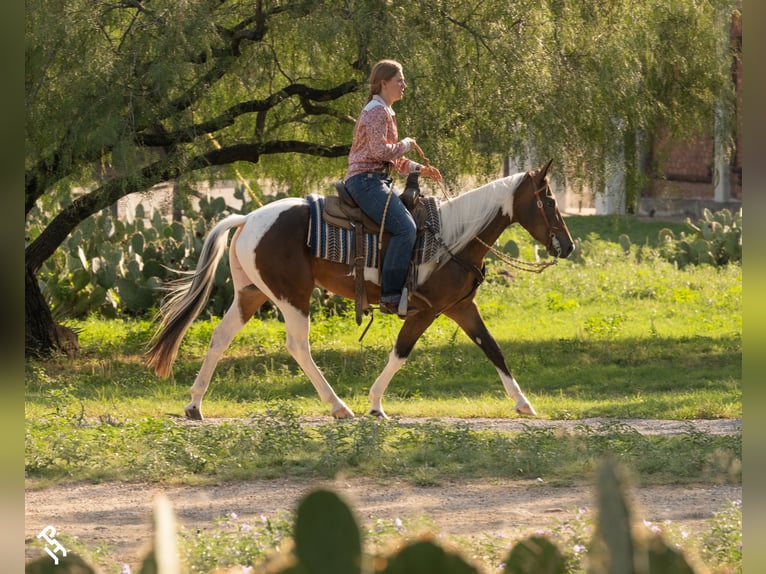 American Paint Horse Klacz 3 lat 142 cm Tobiano wszelkich maści in Springtown, Texas