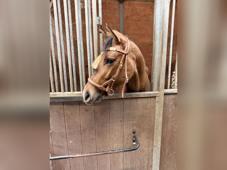 American Paint Horse Klacz 3 lat 145 cm Jelenia in Tongerlo