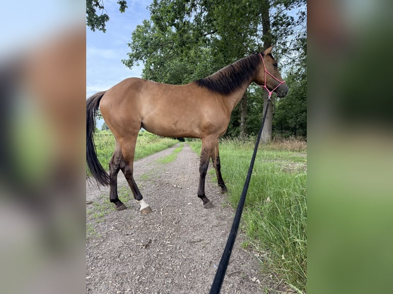 American Paint Horse Klacz 3 lat 145 cm Jelenia in Tongerlo