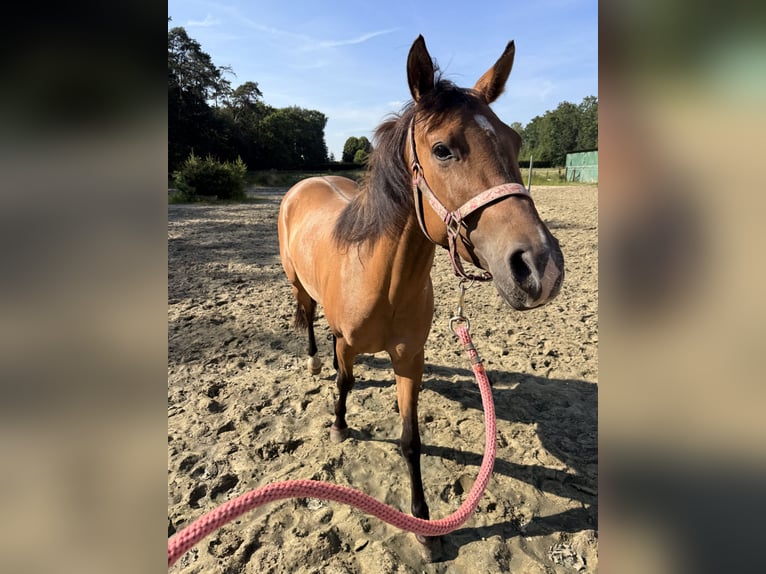 American Paint Horse Klacz 3 lat 145 cm Jelenia in Tongerlo