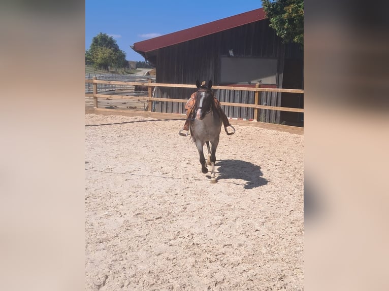 American Paint Horse Klacz 3 lat 145 cm Karodereszowata in Oberostendorf-Gutenberg
