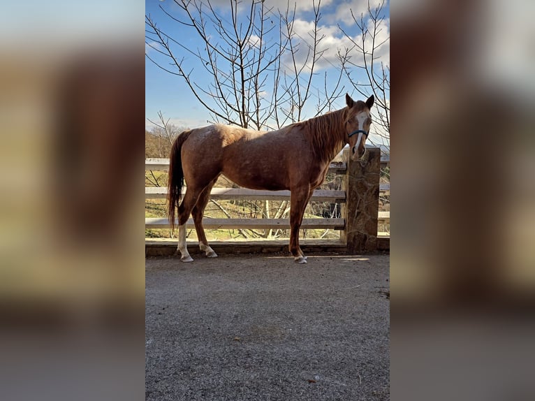 American Paint Horse Klacz 3 lat 148 cm Rabicano in Spodnji ivanjci