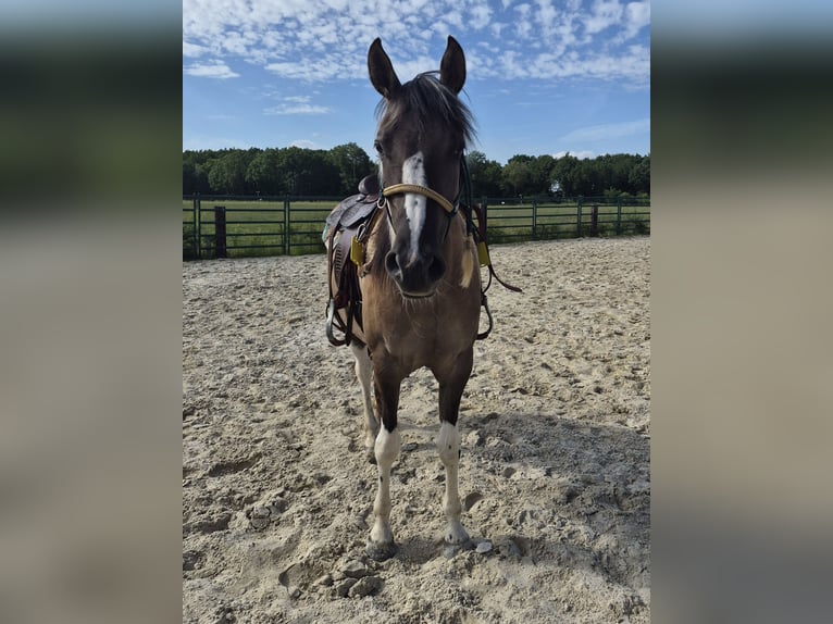 American Paint Horse Klacz 3 lat 150 cm Grullo in Gangelt