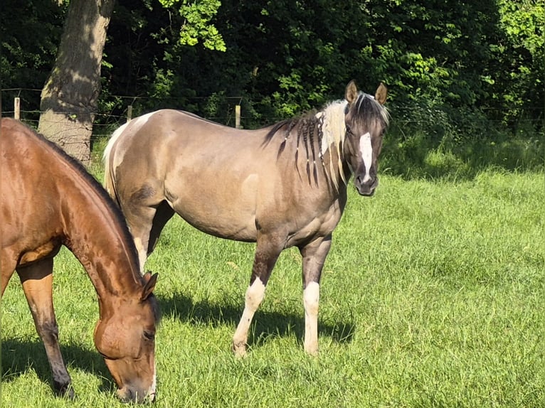 American Paint Horse Klacz 3 lat 150 cm Grullo in Gangelt