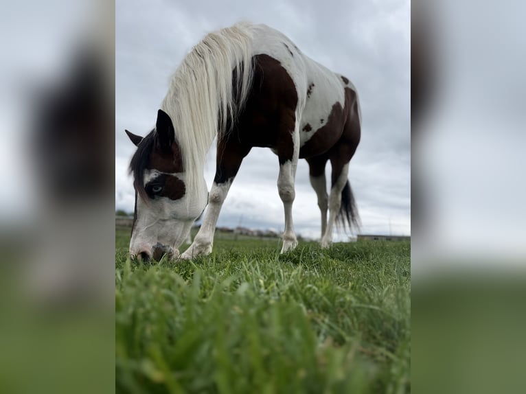 American Paint Horse Klacz 3 lat 150 cm Tobiano wszelkich maści in Wemding