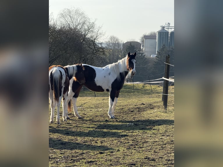 American Paint Horse Klacz 3 lat 150 cm Tobiano wszelkich maści in Wemding