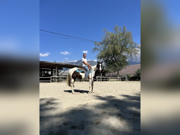 American Paint Horse Klacz 3 lat 150 cm Tobiano wszelkich maści in Volders