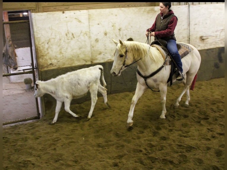 American Paint Horse Klacz 3 lat 152 cm Izabelowata in Grantville