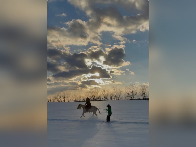 American Paint Horse Klacz 3 lat 152 cm Izabelowata in Grantville