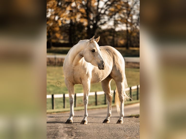 American Paint Horse Klacz 3 lat 152 cm Izabelowata in Grantville