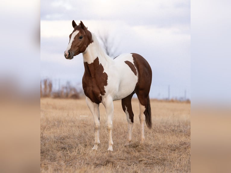American Paint Horse Klacz 3 lat 152 cm Srokata in Edmond