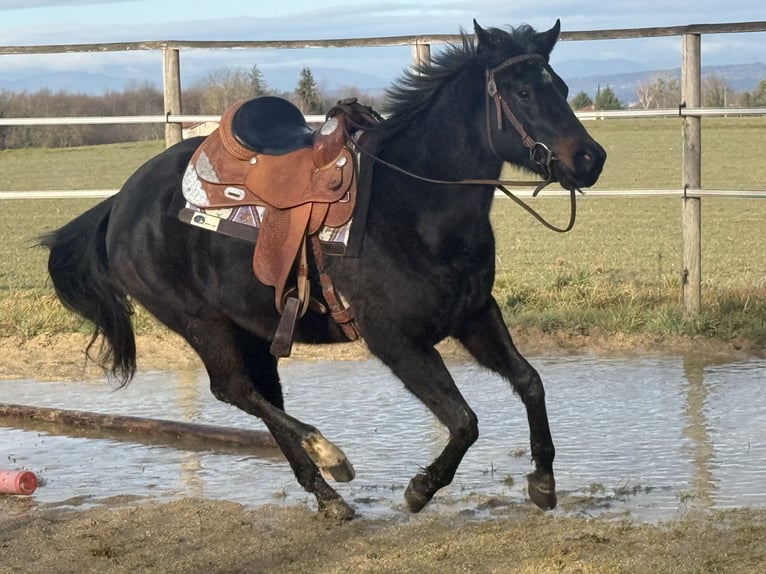 American Paint Horse Klacz 3 lat 153 cm Skarogniada in Thodure