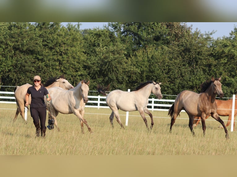 American Paint Horse Mix Klacz 3 lat 155 cm Jelenia in Oberhausen