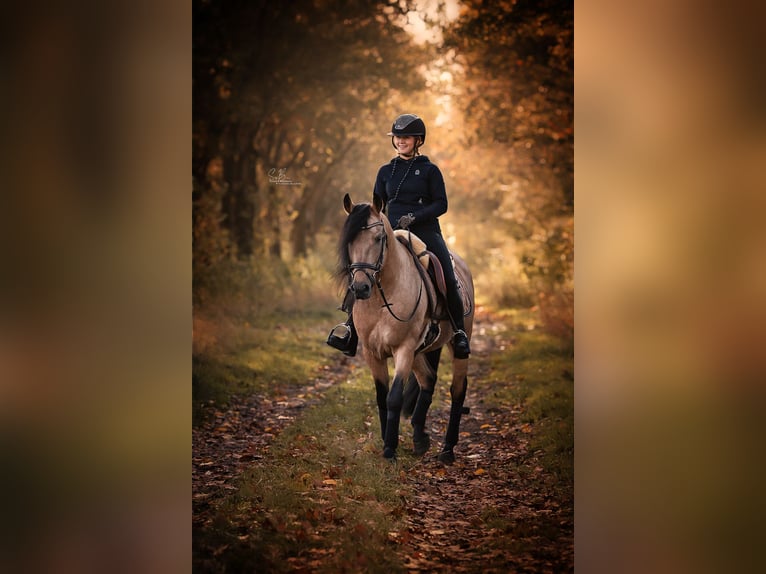 American Paint Horse Mix Klacz 3 lat 155 cm Jelenia in Oberhausen