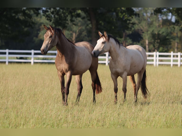 American Paint Horse Mix Klacz 3 lat 155 cm Jelenia in Oberhausen