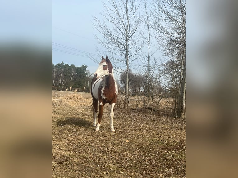 American Paint Horse Mix Klacz 3 lat 155 cm Overo wszelkich maści in Zembschen