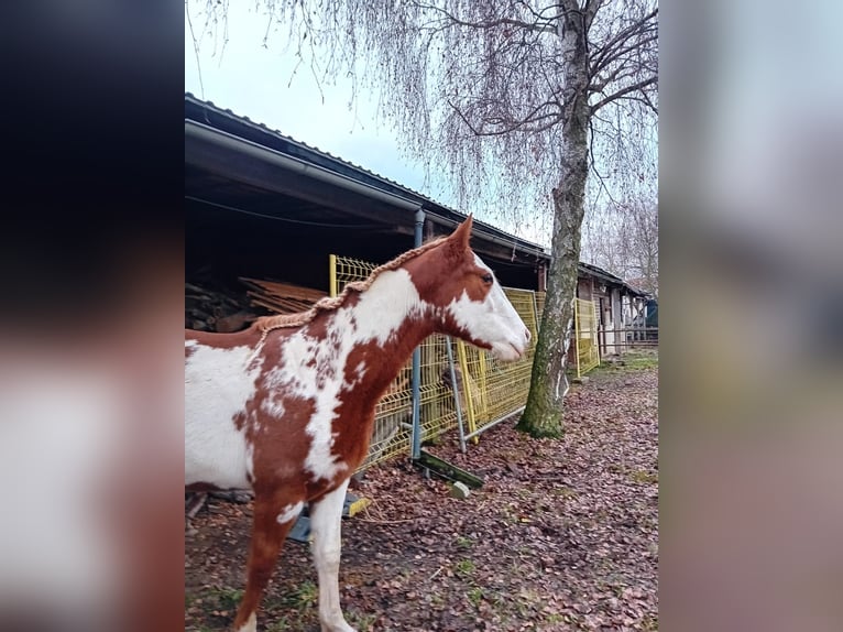 American Paint Horse Mix Klacz 3 lat 155 cm Overo wszelkich maści in Zembschen