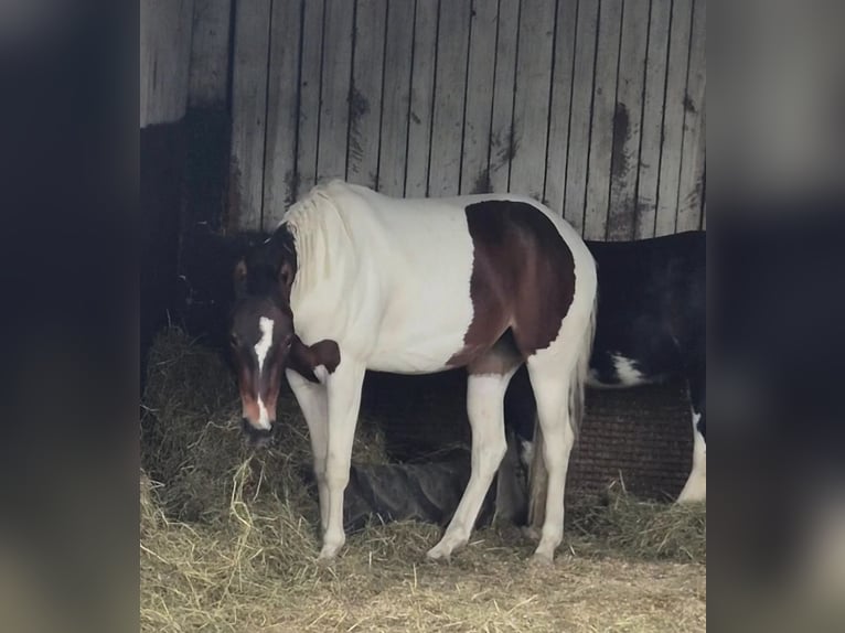 American Paint Horse Klacz 3 lat 155 cm Srokata in Laubach