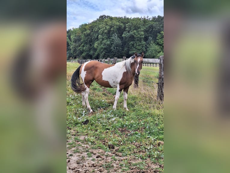 American Paint Horse Klacz 3 lat 155 cm Tobiano wszelkich maści in Gavere