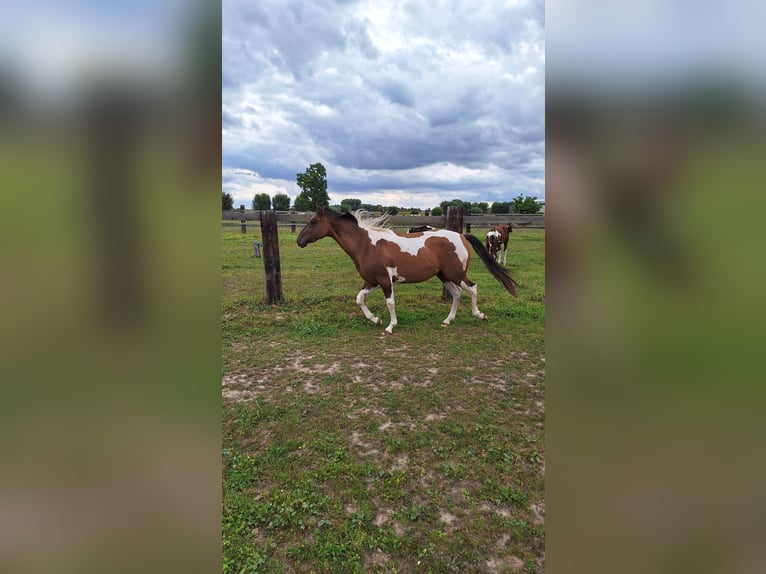 American Paint Horse Klacz 3 lat 155 cm Tobiano wszelkich maści in Gavere