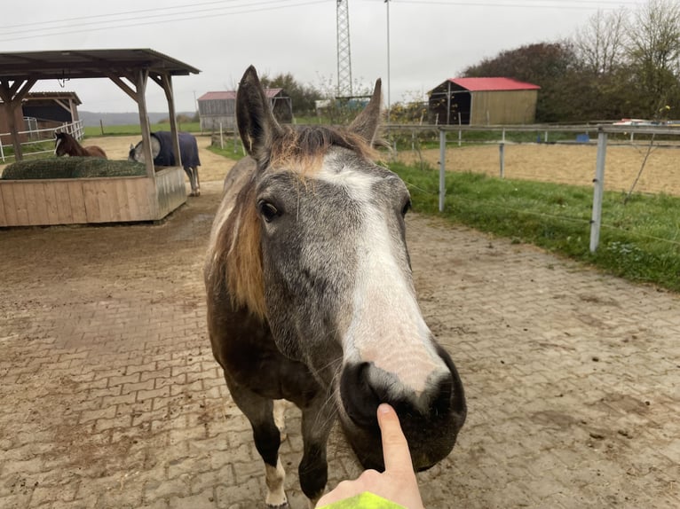 American Paint Horse Klacz 3 lat 155 cm Tobiano wszelkich maści in Steinsfeld