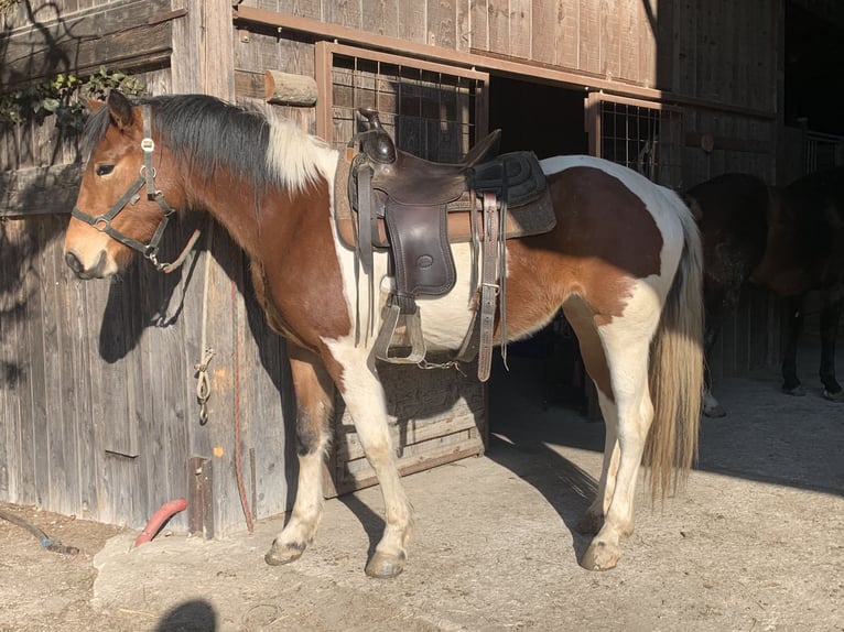 American Paint Horse Mix Klacz 3 lat 155 cm Tobiano wszelkich maści in Walte