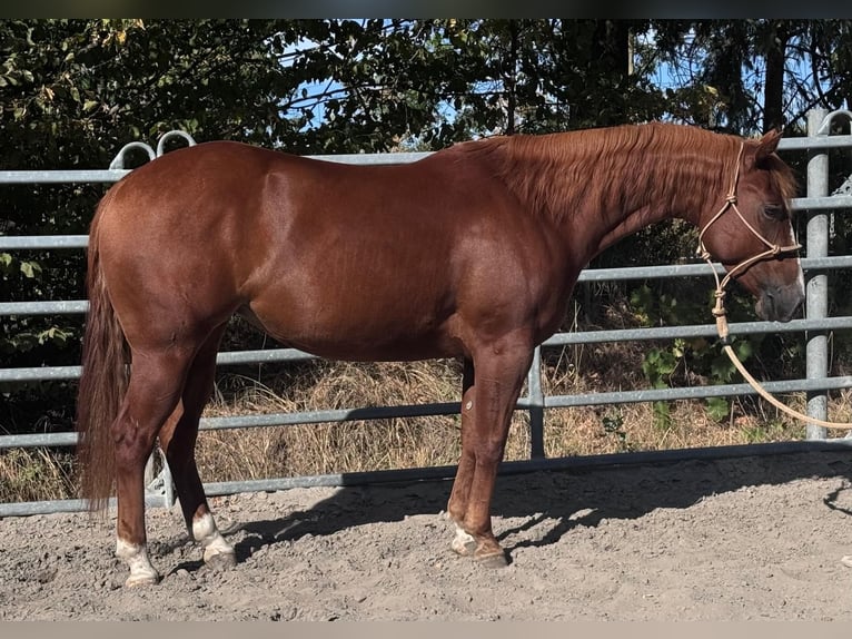 American Paint Horse Klacz 3 lat Kasztanowata in Lautertal