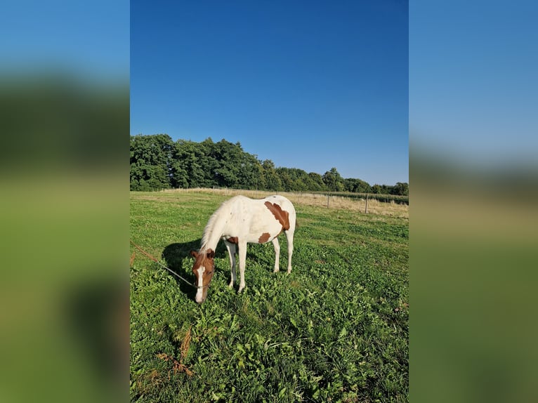 American Paint Horse Klacz 3 lat Tobiano wszelkich maści in Rheinfelden