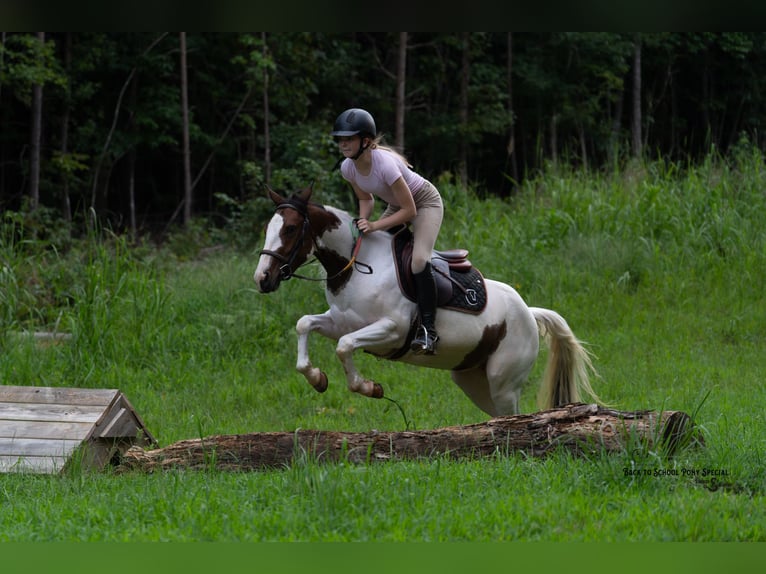 American Paint Horse Klacz 4 lat 137 cm Srokata in Clover