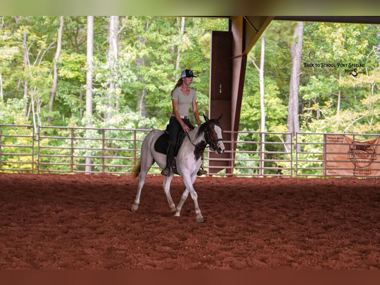 American Paint Horse Klacz 4 lat 137 cm Srokata in Clover